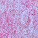Тіні-спаркл для повік PROVG Luminous 10 Pink Aura, рефіл, 2 г LU010 фото 6